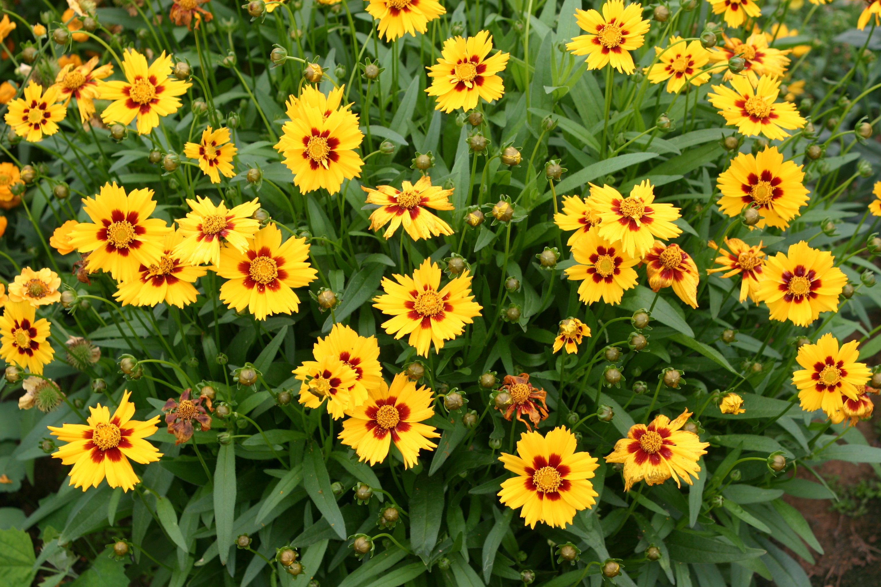 Coreopsis grandiflora 'Calypos'